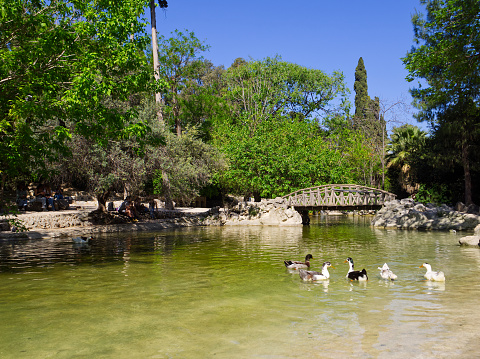 Botanical garden lake with ducks in view under a sunny day, Athens, Greece