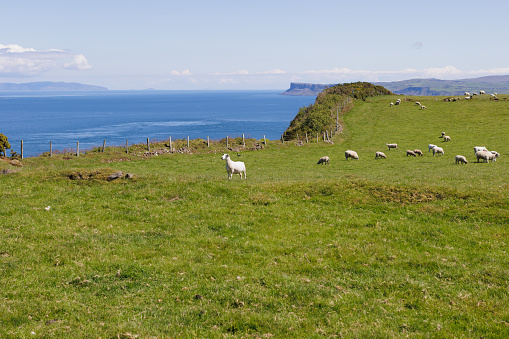 sheep in grassy field with with sea background and cliff coastline background,County Antrim, Northern Ireland