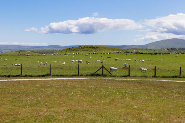 sheep in grassy field with with sea background and cliff coastline background,County Antrim, Northern Ireland