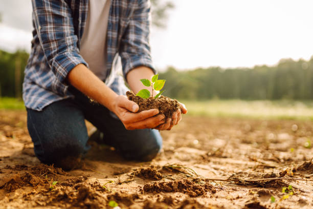 istock Fresh soil with new small green plant sprout in farmer hands. 2148630561
