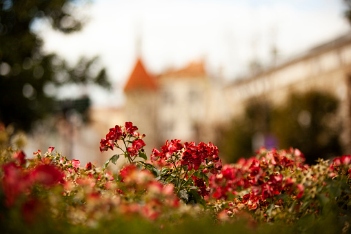 Red small geranium-like flowers against the background of a castle with orange roofs and sharp peaks in Tallinn. Banner. Horizontal
