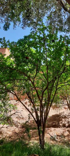 Pomegranate Leaves on the spring,  green and blue sky