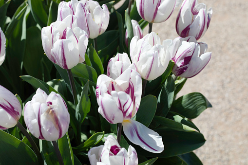 Purple and white striped tulips  in the flower bed. Blurred background. Close-up.  Selective focus.