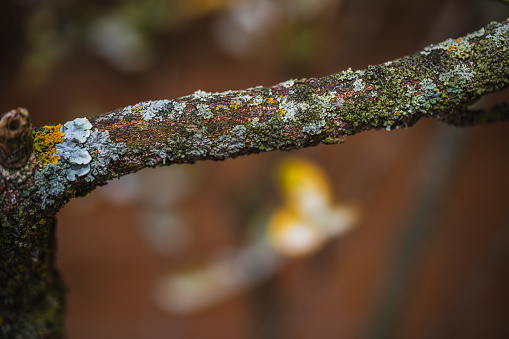 Close-up of a mossy tree branch in autumn tones with shallow depth of field