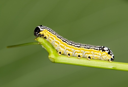 Old World Swallowtail (Papilio machaon) butterfly, caterpillar preparing for transformation of the pupa
