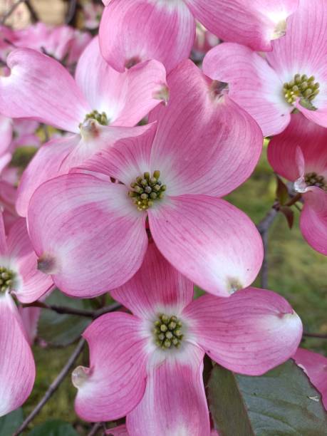 istock Flowering dogwood 2148633248