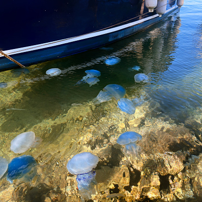 Close up large group of jellyfish in marina at Aegean Sea
