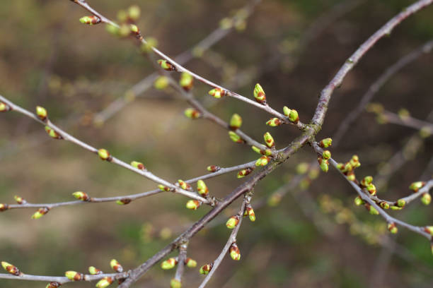 istock branch of cherry tree with buds 2148633740