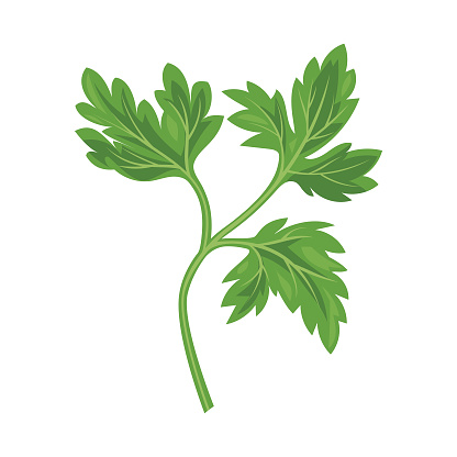 Parsley Leaf. Vector illustration.