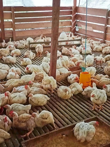 broiler chicken farming