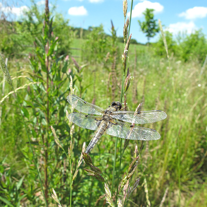 Close-up of a four-spotted chaser Libellula quadrimaculata dragonfly.