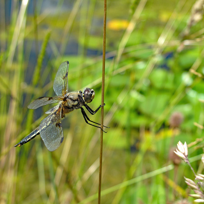 Close-up of a four-spotted chaser Libellula quadrimaculata dragonfly.