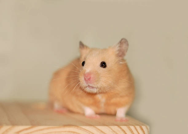 istock Beautiful cream-colored young Syrian hamster 2148635269