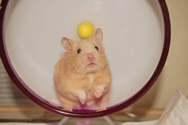 istock Golden hamster in a cute pose in a wheel 2148635272