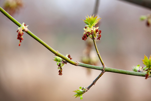 Acer negundo blooming. Flowers and young leaves on a young branch. Selective focus.