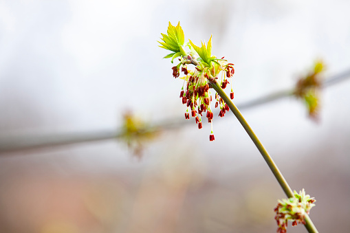 Acer negundo blooming. Flowers and young leaves on a young branch. Selective focus, copy space.