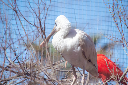 Common spoonbill and scarlet ibis