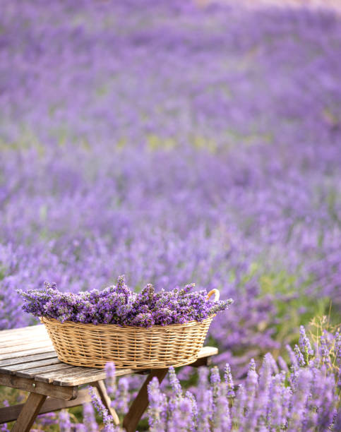 istock Harvesting season. Lavender bouquets and basket. 2148637597