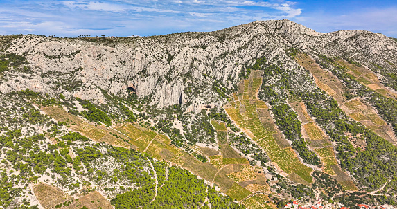 AERIAL: Panoramic drone view of a limestone mountainside adorned with terraced vineyards. Flying over the lush olive groves and terraced vineyards sprawling across the rugged terrain of Hvar island.