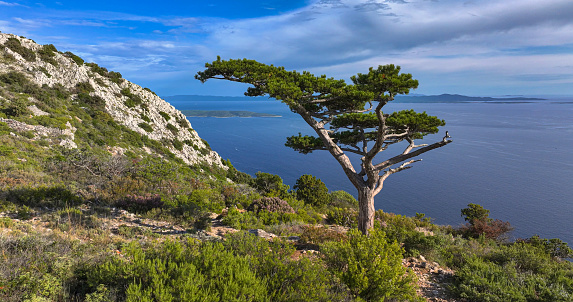 AERIAL: Lone pine tree stands atop the rugged mountain and looks over the Adriatic sea. Panoramic aerial view of the lush Mediterranean vegetation on the hills of Hvar island on a sunny summer day.
