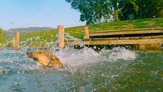 CLOSE UP: A cute brown dog swims in the splashing water after jumping into river. Playful doggo jumped from a small wooden dock into refreshing clear water to cool off on a hot and sunny summer day.