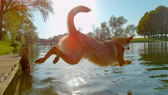 LENS FLARE: Energetic mixed breed dog jumps from small river pier into fresh water to make a big splash. Playful doggy enthusiastically leaps into refreshing water to cool off on a hot summer day.
