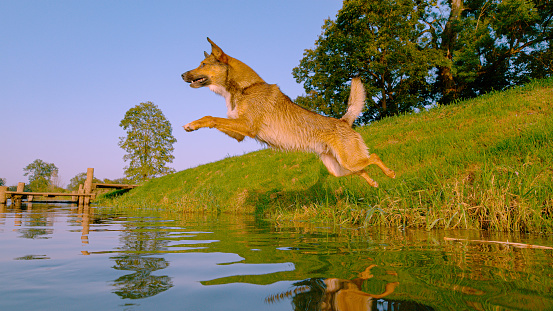 CLOSE UP: Agile brown dog launches itself from the grassy river bank and jumps into refreshing water. Energetic brown doggo is enjoying by the river, where he can cool off during hot summer days.