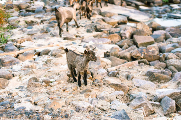 The Little Goat on the Stone Beach
