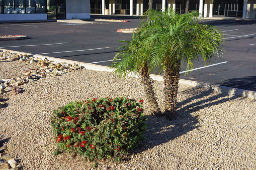 Desert style xeriscaped parking lot dwarf palms and flowering red Callistemon in Phoenix, Arizona