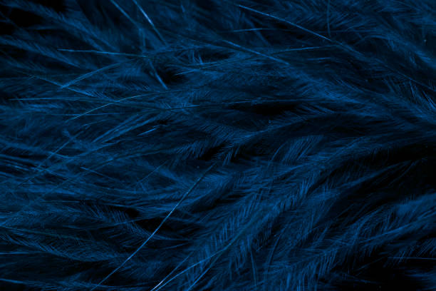 istock blue litle feather macro foto 2148638420