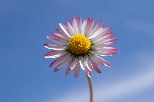 field daisy flower against the sky