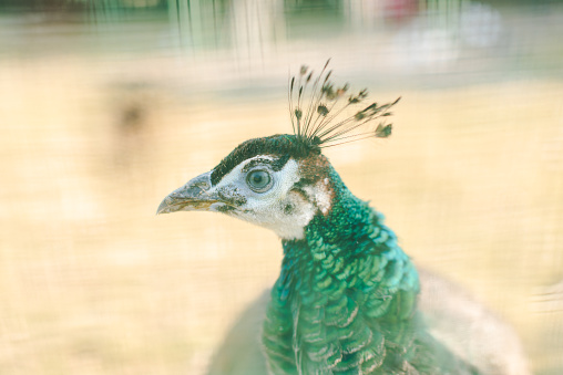 Portrait of beautiful peacock with feathers out