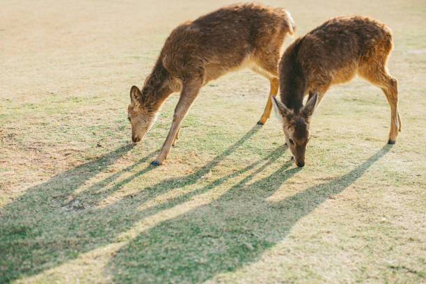 istock The little deer in the park 2148638583