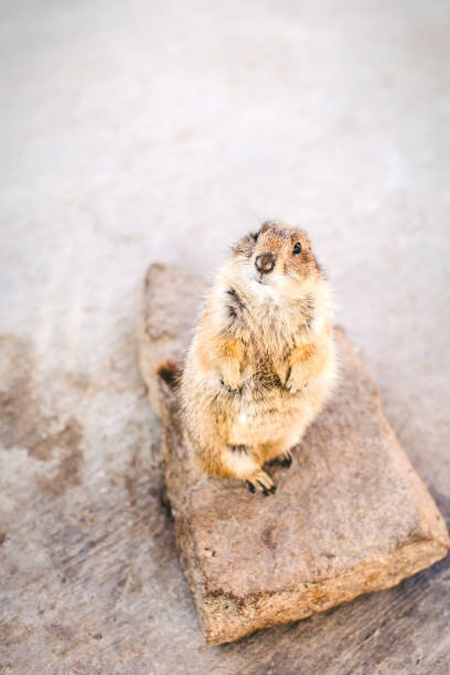 A groundhog looks at the camera.