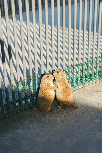 Two groundhogs in the zoo