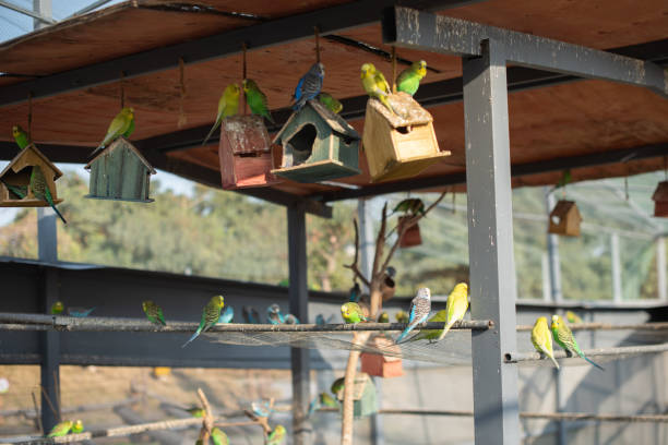 Parrots in the zoo