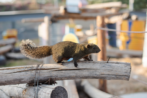 A squirrel on a wooden pole