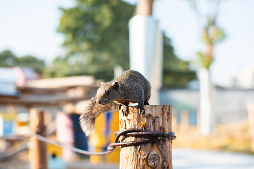 A squirrel on a wooden pole