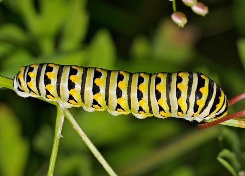 Black Swallowtail caterpillar (Papilio polyxenes) insect on plant stem, nature Springtime pest control agriculture concept.