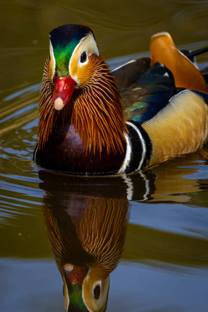 istock Mandarin duck in Richmond park in London 2148639737