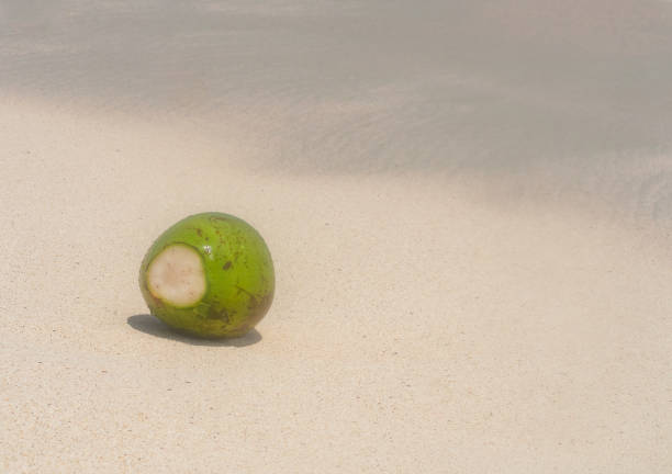 Paradise Beach with coconut palm trees and white coral sand