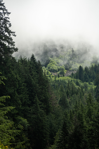 Dark Forest Disappears Into Foggy Mountain Above in Olympic National Park