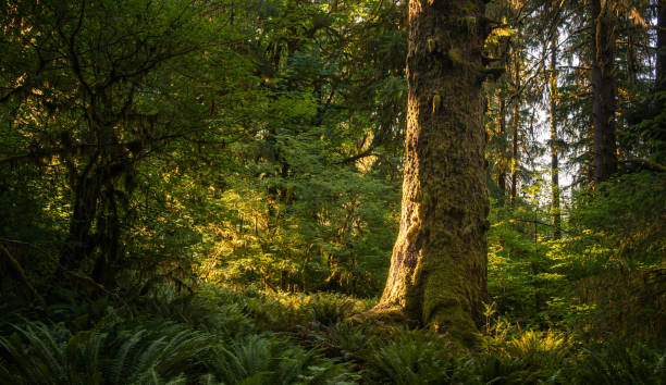 istock Golden Light Warms The Back of Mossy Trunk Surrounded By Ferns 2148640084