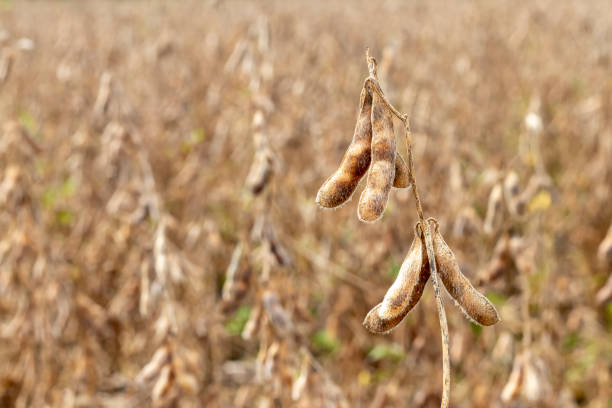 istock Ripe and dried soybeans 2148640087