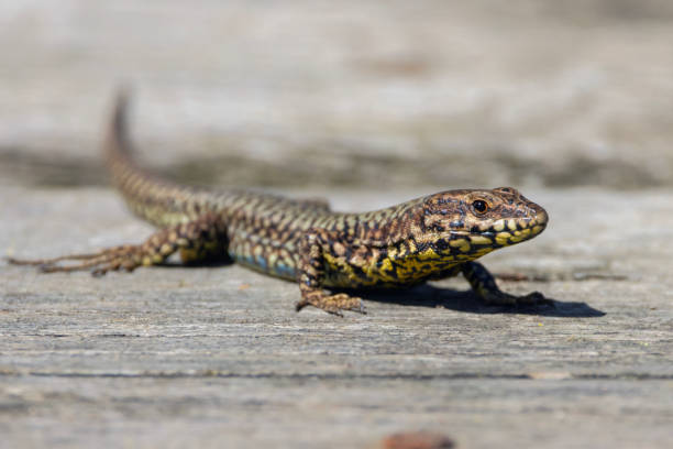 istock A Lizard above a wooden walkway. 2148641748