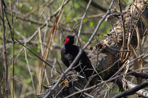 A Black Woodpecker looking for insects.