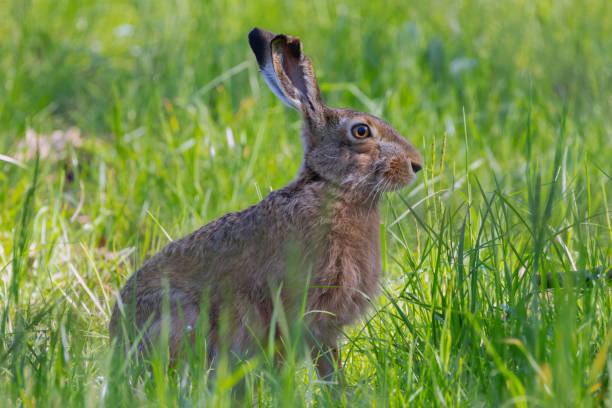 istock A Hare in the middle of the grass on alert. 2148641752