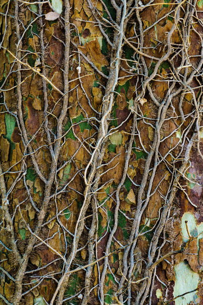 istock Tree trunk grunge natural, organic background, texture. 2148641856