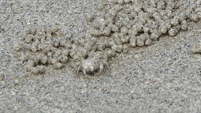 Soldier Crab on beach.