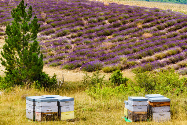 istock Bee hives at lavender field 2148642038